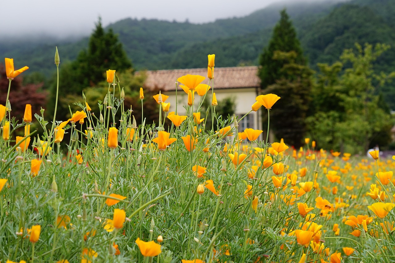 如何在Bing上获得更好的SEO排名