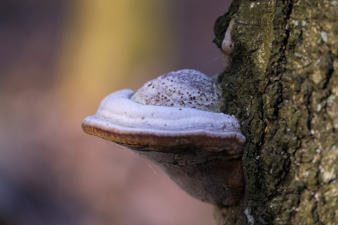 副卡实名账号：iphone app store无法详情下载教程